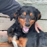 Spaniel Mischling Linus, 11/2023, ca. 38 cm