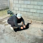 Spaniel Mischling Linus, 11/2023, ca. 38 cm