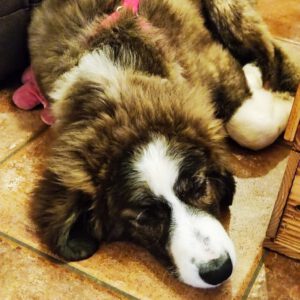 Mischling Lio, 07/2025, Endgröße ca. 50 cm, 45329 Essen