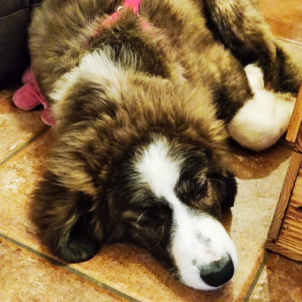 Mischling Lio, 07/2025, Endgröße ca. 50 cm, 45329 Essen