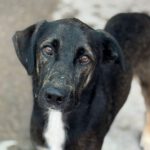 Mischling Logan, 09/2022, ca. 50 cm