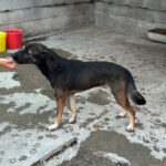 Mischling Logan, 09/2022, ca. 50 cm