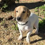 Mischling Luca, 05/2025, Endgröße ca. 35- 40 cm