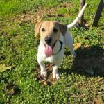 Mischling Luca, 05/2025, Endgröße ca. 35- 40 cm