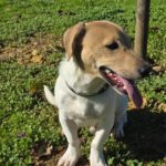 Mischling Luca, 05/2025, Endgröße ca. 35- 40 cm