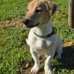 Mischling Luca, 05/2025, Endgröße ca. 35- 40 cm