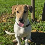 Mischling Luca, 05/2025, Endgröße ca. 35- 40 cm