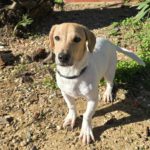 Mischling Luca, 05/2025, Endgröße ca. 35- 40 cm