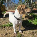 Mischling Luca, 05/2025, Endgröße ca. 35- 40 cm