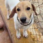 Mischling Luca, 05/2025, Endgröße ca. 35- 40 cm