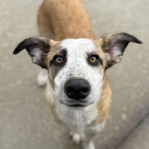 Mischling Lucia, 01/2025, Endgröße ca. 52 cm