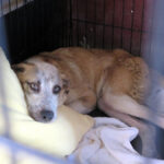 Mischling Lucia, 01/2025, Endgröße ca. 55 cm