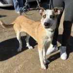 Mischling Lucia, 01/2025, Endgröße ca. 55 cm