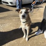 Mischling Lucia, 01/2025, Endgröße ca. 55 cm