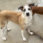 Mischling Lucia, 01/2025, Endgröße ca. 55 cm