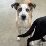 Mischling Lucia, 01/2025, Endgröße ca. 55 cm