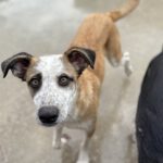 Mischling Lucia, 01/2025, Endgröße ca. 55 cm