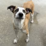 Mischling Lucia, 01/2025, Endgröße ca. 55 cm