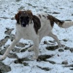 Mischling Lullu,06/2025, Endgröße ca. 60 cm, 78661 Dietingen