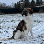 Mischling Lullu,06/2025, Endgröße ca. 60 cm, 78661 Dietingen