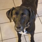 Labrador Mischling Luna, 12/2022, ca. 56 cm, 24878 Lottorf