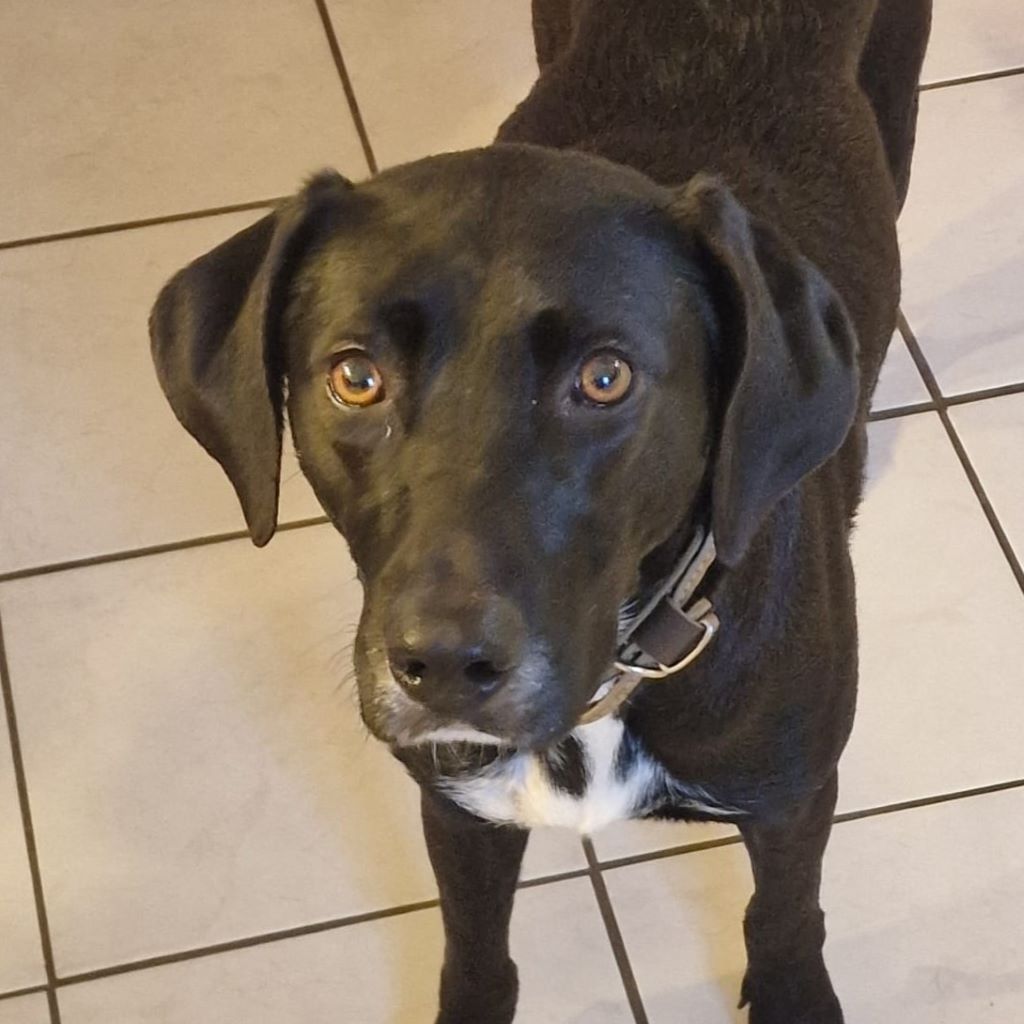 Labrador Mischling Luna, 12/2022, ca. 56 cm, 24878 Lottorf