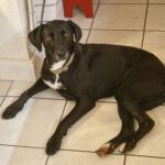 Labrador Mischling Luna, 12/2022, ca. 56 cm, 24878 Lottorf