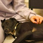 Labrador Mischling Luna, 12/2022, ca. 56 cm, 24878 Lottorf