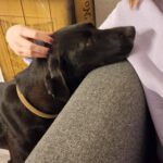 Labrador Mischling Luna, 12/2022, ca. 56 cm, 24878 Lottorf