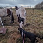 Labrador Mischling Luna, 12/2022, ca. 56 cm, 24878 Lottorf