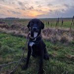 Labrador Mischling Luna, 12/2022, ca. 56 cm, 24878 Lottorf