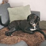 Labrador Mischling Luna, 12/2022, ca. 56 cm, 24878 Lottorf