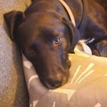 Labrador Mischling Luna, 12/2022, ca. 56 cm, 24878 Lottorf