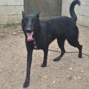 Malinois-Mischling Luna, 02/2025, ca. 58 cm