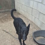 Malinois-Mischling Luna, 02/2025, ca. 58 cm