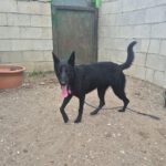 Malinois-Mischling Luna, 02/2025, ca. 58 cm