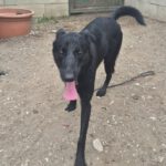 Malinois-Mischling Luna, 02/2025, ca. 58 cm