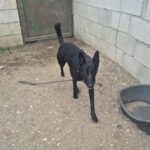 Malinois-Mischling Luna, 02/2025, ca. 58 cm