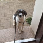 Mischling Mailo, 07/2025, Endgröße ca. 60 cm,17121 Loitz