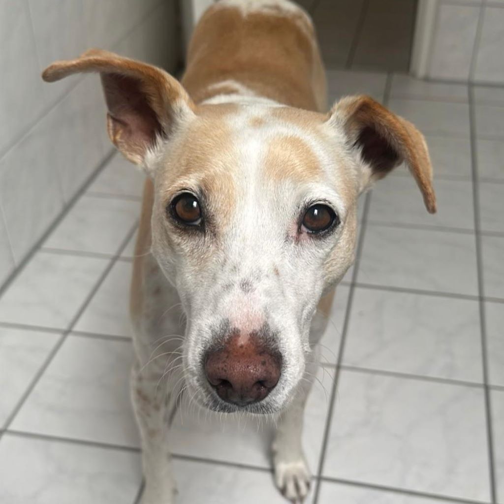 Podenco Mischling Mar, 06/2022, ca. 40 cm, 12161 Berlin