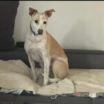 Podenco Mischling Mar, 06/2022, ca. 40 cm, 12161 Berlin