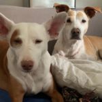 Podenco Mischling Mar, 06/2022, ca. 40 cm, 12161 Berlin