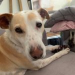 Podenco Mischling Mar, 06/2022, ca. 40 cm, 12161 Berlin