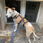 Podenco Mischling Mar, 06/2022, ca. 40 cm, 12161 Berlin