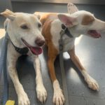 Podenco Mischling Mar, 06/2022, ca. 40 cm, 12161 Berlin