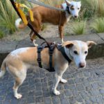 Podenco Mischling Mar, 06/2022, ca. 40 cm, 12161 Berlin