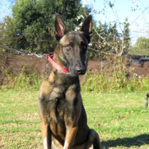 Malinois (Mischling) Martin, 11/2023, ca. 65 cm