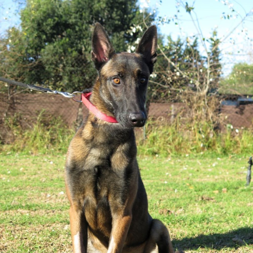 Malinois (Mischling) Martin, 11/2023, ca. 65 cm
