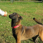 Malinois (Mischling) Martin, 11/2023, ca. 65 cm