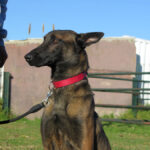 Malinois (Mischling) Martin, 11/2023, ca. 65 cm